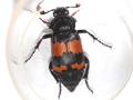 Nicrophorus investigator